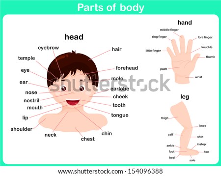 Parts Body Stock Vector (Royalty Free) 154096388 - Shutterstock