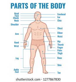 Parts of the body. Vector illustration isolated on white background.