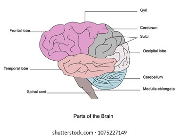 Partes del cerebro