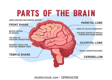 Parts Of The Brain Educational Scheme, Vector Horizontal Banner Illustration On White Background