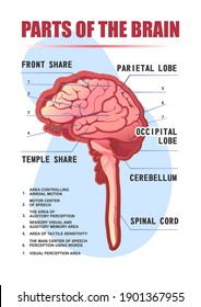 Parts Of The Brain Educational Scheme, Vector Vertical Poster Illustration On White Background