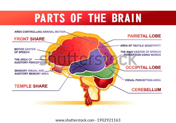 parts of the brain\
educational scheme, vector horizontal banner illustration on white\
background
