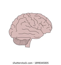 Parts Of The Brain Human Anatomy