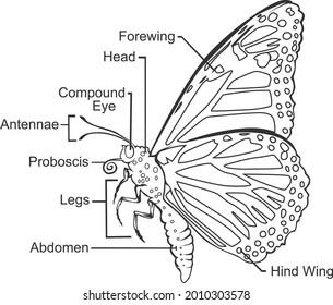 Parts Of Butterfly illustration outline vector.
With layer so you can remove the linename or change the color.
Vector file, line art, outline, Editable, education, insect, butterfly.