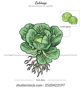 Partes de la planta de col o Plantilla de árbol. Diagrama de la estructura de la col. Repollo educación y partes. Estudio de educación hortofrutícola. Se puede utilizar para temas como la biología o el cartel de la educación.