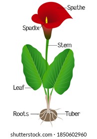 Parts of calla plant on a white background.