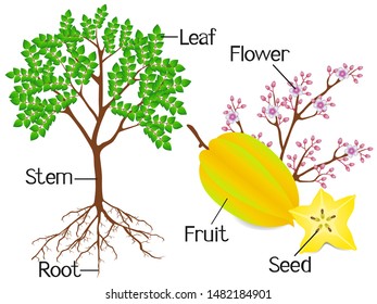 Parts of carambola plant on a white background.