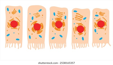 Parts of the Cell, columnar epithelial and goblet cell,  Human cell anatomy 