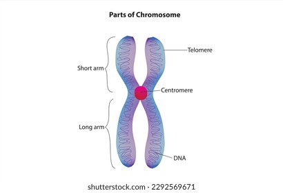 Parts of chromosome ( Chromosomal Anatomy)