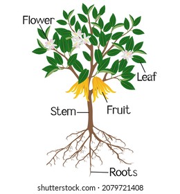 Parts of citrus tree isolated on a white background.