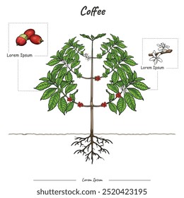 Partes de planta de café ou modelo de árvore. Diagrama da estrutura do café. Educação de café e peças. Estudo de educação de frutas e vegetais. Pode ser usado para tópicos como biologia ou cartaz educacional.