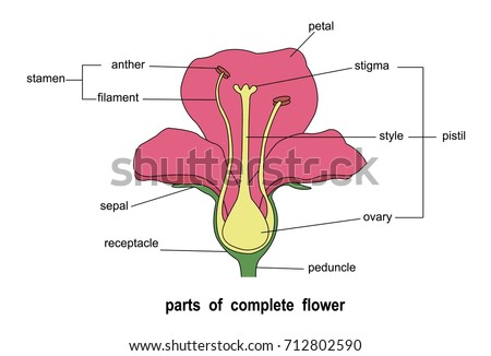Parts Complete Flower Stock Vector (Royalty Free) 712802590 - Shutterstock