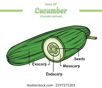 Parts of cucumber illustration.
vector file, easy to use, ready to print, easy to edit, colorful.