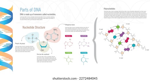 Teile der DNA, der Nukleotidstruktur und ihrer Hauptelemente, Stickstoffbasen, Pentose- und Phosphatgruppen auf weißem Hintergrund.