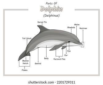 Parts Dolphin Illustration Vector File Ready Stock Vector (Royalty Free ...