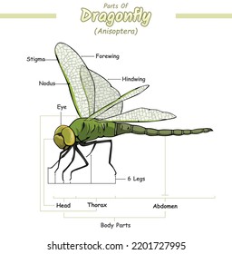 Parts of dragonfly illustration.
vector file, ready to use, ready to print, easy to edit, colorful.