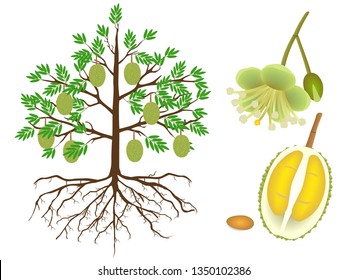 Parts of a durian tree on a white background.