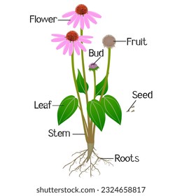 Parts of echinacea purpurea plant on a white background.