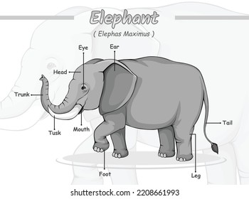 Parts of an Elephant.
vector file, ready to print, ready to use, easy to edit, colorful.