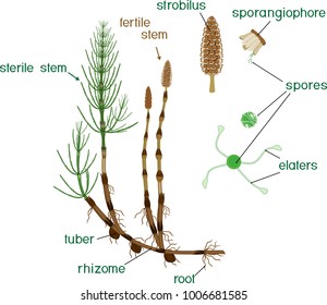Parts of Equisetum arvense (horsetail) sporophyte with fertile and sterile stems and titles
