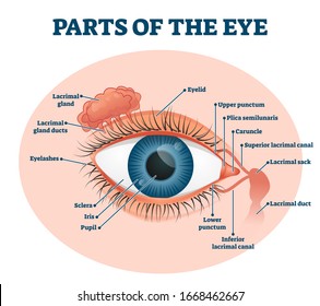 Parts of the eye, labeled vector illustration diagram. Educational beauty and nursing information. Eyelid, eyelashes, pupil, lacrimal gland and other anatomical parts. Healthy visual sensory organ.
