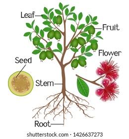 Parts of a feijoa plant on a white background. 