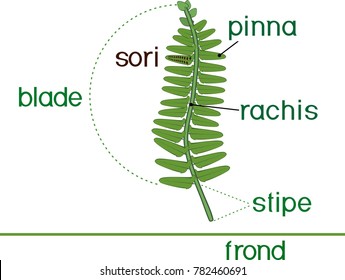 Parts of fern frond with titles