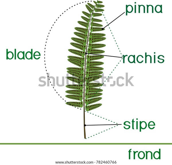 Parts Fern Frond Titles Stock Vector (Royalty Free) 782460766