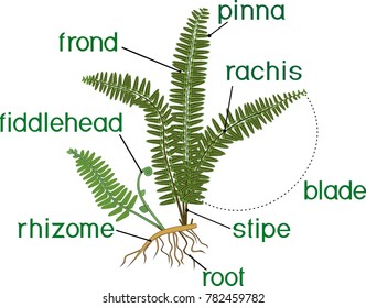 8,436 Fern structure Images, Stock Photos & Vectors | Shutterstock