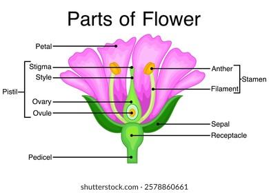 Parts of flower biological diagram. Vector illustration.