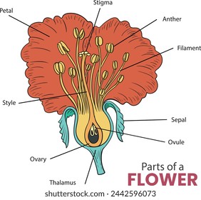 parts of a flower diagram illustration - vector