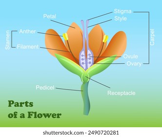 Parts of a Flower diagram. Science education vector illustration