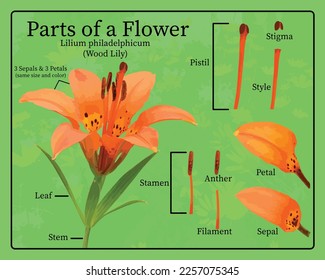 Parts of a Flower (Lilium philadelphicum) Wood Lily