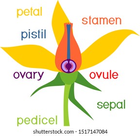 Parts of flower. Morphology of tomato plant flower with titles