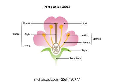 Parts of a Flower, Protectors and Reproductive Organs of a Plant Science Design. Vector Illustration.