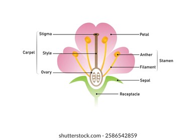 Parts of a Flower, Protectors and Reproductive Organs of a Plant Science Design. Vector Illustration.