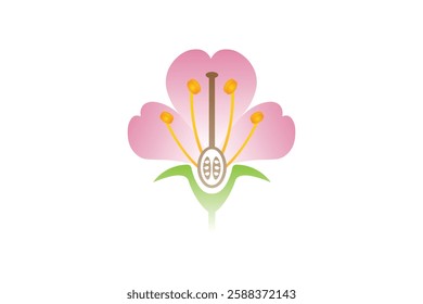 Parts of a Flower, Protectors and Reproductive Organs of a Plant Science Design. Vector Illustration.