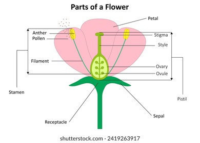 Parts of a flower. Flower structure.