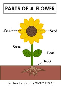 Parts of a flower or sunflower.Diagram of anatomy.Petal, seed, stem, leaf and root.Worksheet for kids or preschool for practice.Learning for children.Kindergartens activities.Vector illustration.