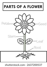 Parts of a flower or sunflower.Diagram of anatomy.Petal, seed, stem, leaf and root.Trace and coloring book.Worksheet for kids or preschool for practice.Kindergartens activities.Vector illustration.