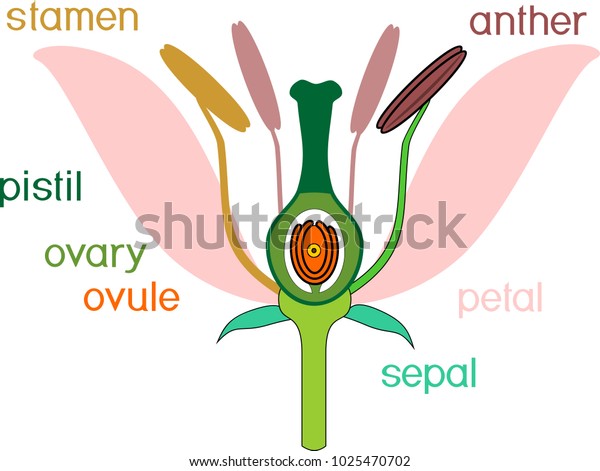 Parts Flower Titles Cross Section Typical Stock Vector (Royalty Free ...