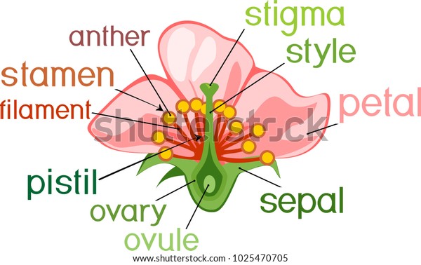 Parts Flower Titles Cross Section Typical Stock Vector (Royalty Free ...