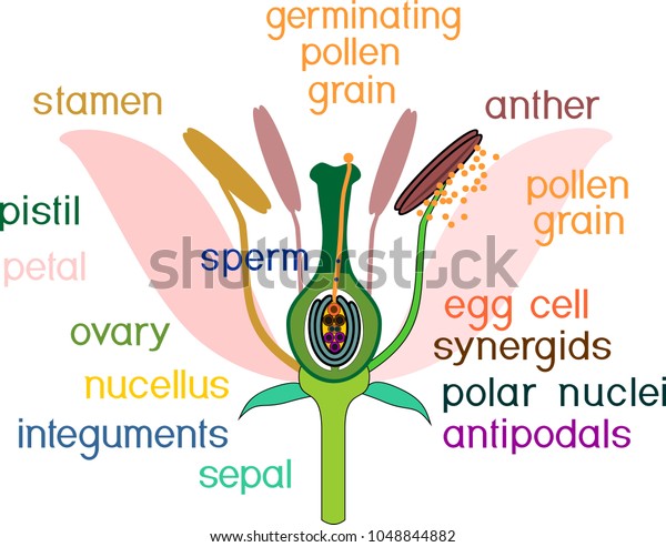 Parts Flower Titles Cross Section Typical Stock Vector (Royalty Free ...