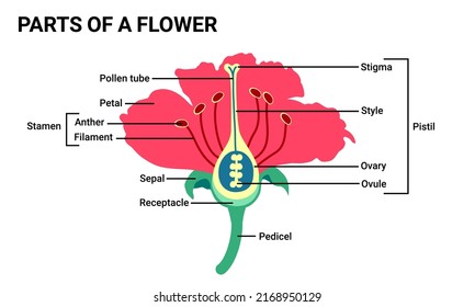 Parts Of A Flower Vector Illustration, Flower Diagram, Useful For School And Student, Education Biology And Botany Science.