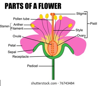 Parts of a flower, vector illustration ( flower diagram) - Useful for School and Student