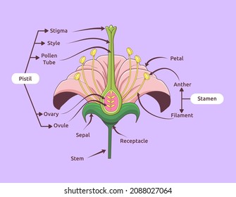 Parts of flower vector illustration. Flower reproduction image