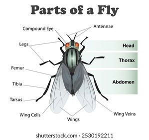 Parts of a Fly diagram. Education vector art illustration