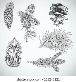 Parts of fur-tree and pine-tree, branches and cones, hand-drawn