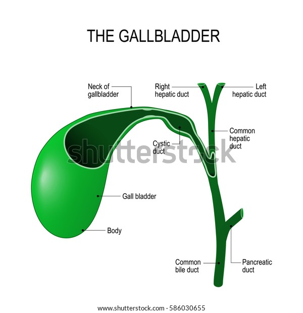 Gallbladder And Bile Duct Anatomy