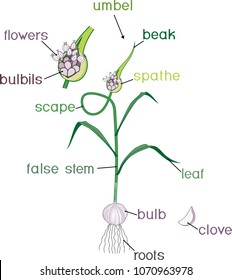 Parts of garlic plant. Morphology of plant with titles